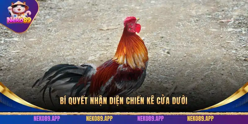 Bí quyết nhận diện chiến kê cửa dưới