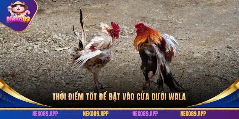 Thời điểm tốt để đặt cược vào cửa dưới Wala