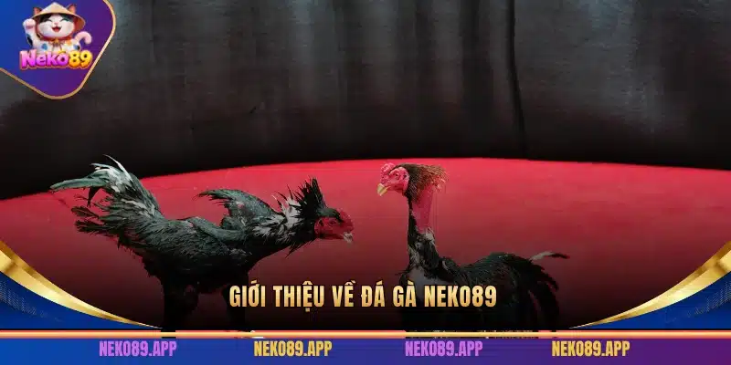 Giới thiệu về Đá Gà Neko89