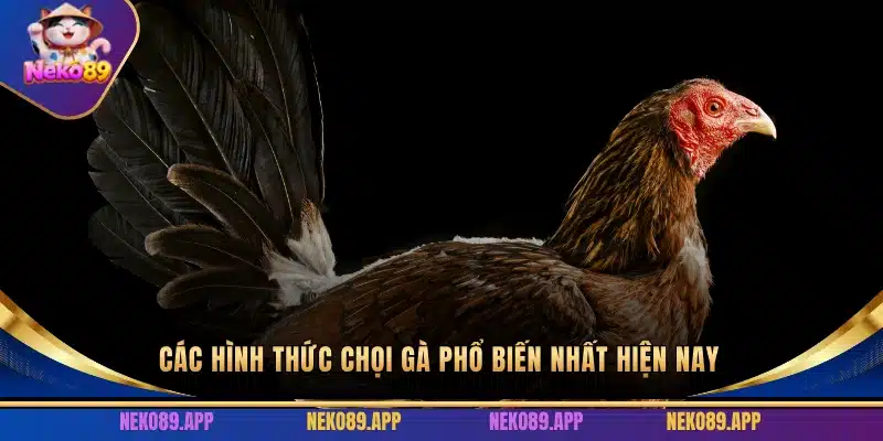 Các hình thức chọi gà phổ biến nhất hiện nay