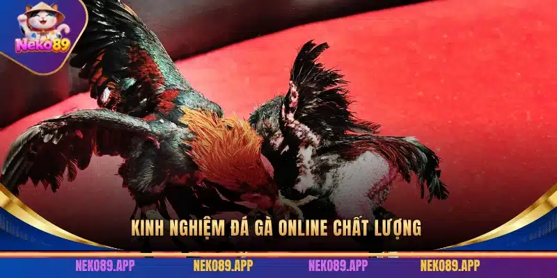 Kinh nghiệm đá gà chất lượng