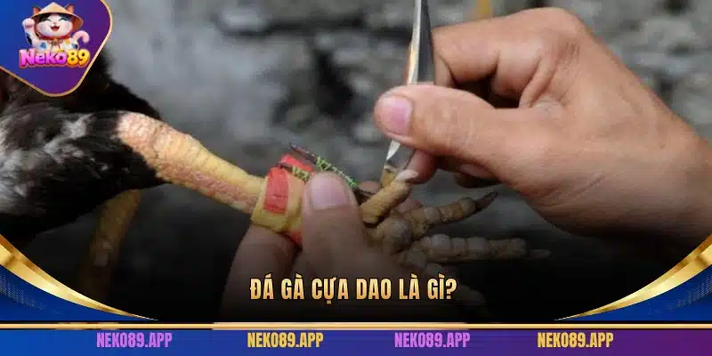 Kinh nghiệm đá gà cựa dao