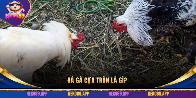 Kinh nghiệm đá gà cựa tròn
