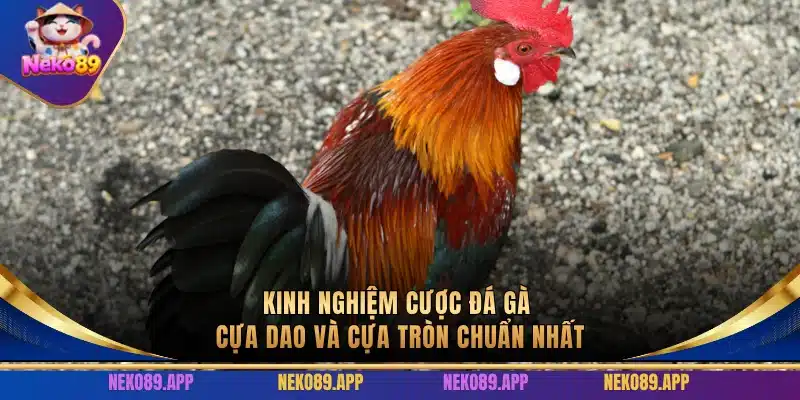 Kinh Nghiệm Cược Đá Gà