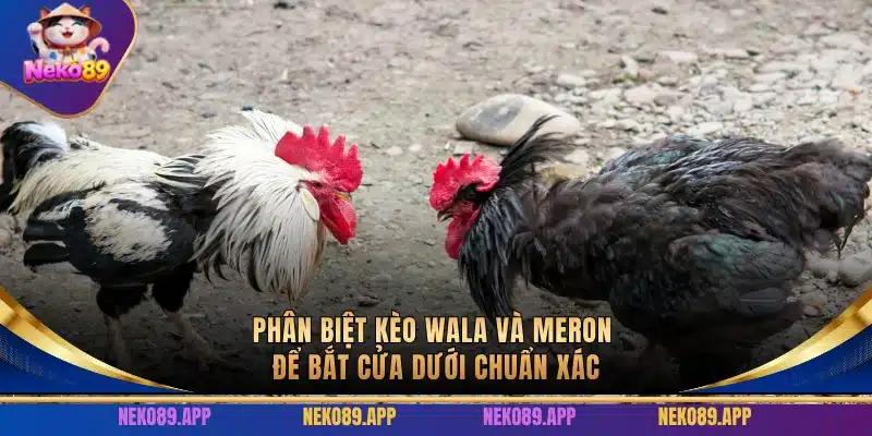Phân biệt Kèo Wala Và Meron