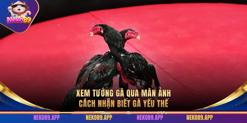 Xem Tướng Gà