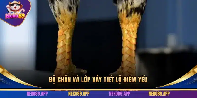 Bộ chân và lớp vảy tiết lộ điểm yếu